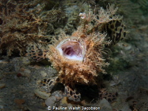 "The Opera Singer" - Yawning Striated Frogfish, Antennari... by Pauline Walsh Jacobson 